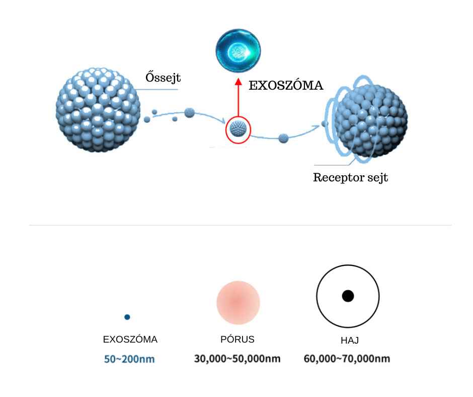 exoszoma kezeles kozmetikus